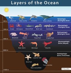 the layers of the ocean are labeled with different types of animals and their habitats