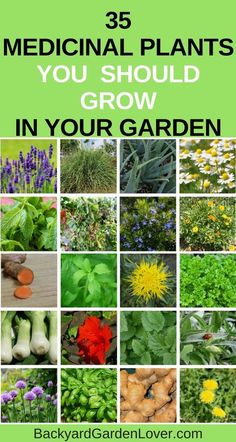 the words 35 medical plants you should grow in your garden are overlaid with pictures of flowers and herbs