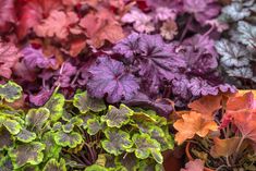 many different types of plants with purple and green leaves