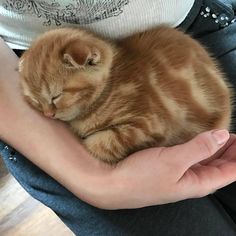 a person holding a small cat in their hands on the floor and it's sleeping