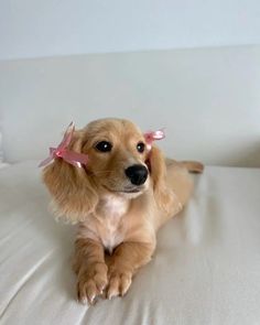 a small brown dog sitting on top of a white couch with pink bows in it's hair