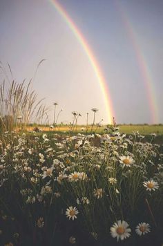 two rainbows in the sky over a field with daisies and wildflowers