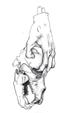 a black and white drawing of a human skull