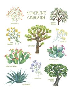 the native plants of joshua tree and other trees are shown in this hand drawn illustration