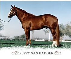 a large brown horse standing on top of a lush green field