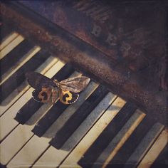 a moth sitting on top of an old piano