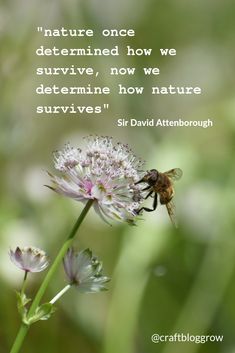 a bee sitting on top of a flower next to a quote from sir david attenborough