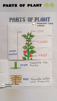 parts of plant diagram on white paper with text