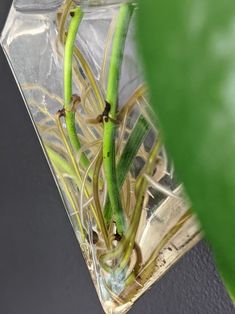 the plant is growing out of the clear vase