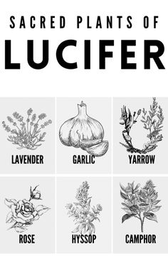 the seven types of plants that are labeled in black and white