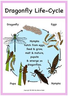 the life cycle of a dragonfly