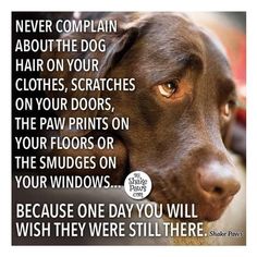 a brown dog is looking at the camera with a caption that reads, never complain about the dog hair on your clothes, scratches on your doors, the paw prints on