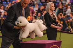 a man holding a small white dog on top of a purple table in front of a crowd