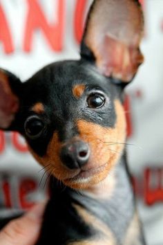 a small black and brown dog sitting on top of a person's hand next to a sign