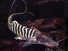 a zebra fish swimming in the water with it's tail curled up to its mouth