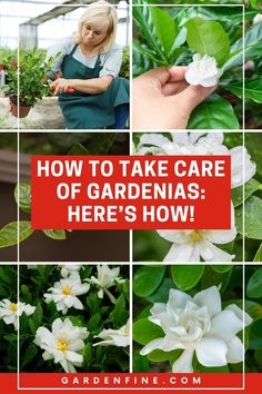 how to take care of gardenias here's how