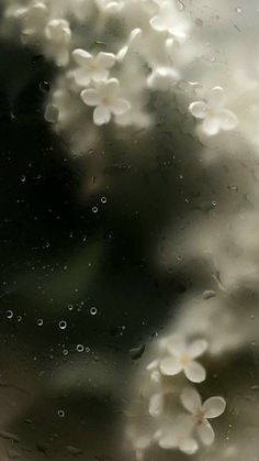 rain drops on the window with white flowers