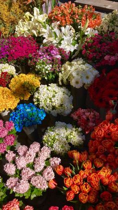 many different colored flowers are on display