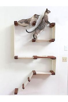 two cats are playing with each other on wooden shelves in the shape of bookshelves