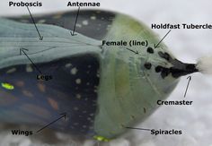 an image of a caterpillar with labels on it's body and parts