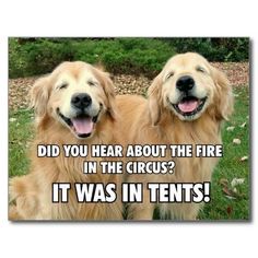 two golden retriever dogs sitting next to each other in the grass with text that reads did you hear about the fire in the circus? it was in tents