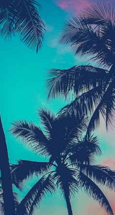 palm trees are silhouetted against a blue and pink sky with clouds in the background