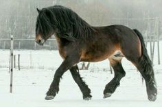 a horse is running in the snow