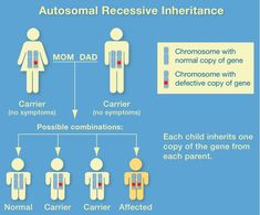 the diagram shows how mothers and dads interact with each other in their own body