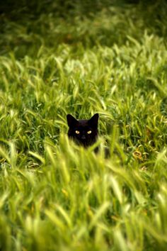 a black cat sitting in the middle of tall grass