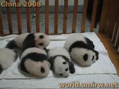 four stuffed panda bears are laying on a blanket in a crib with the baby's head down