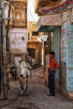 a man standing next to a cow in an alleyway with buildings on both sides