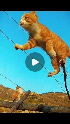 an orange and white cat standing on top of a power line next to another cat