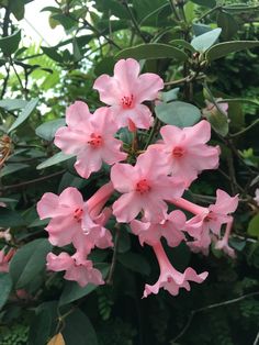 pink flowers are blooming on the tree