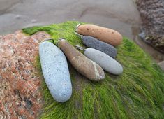 four different colored rocks sitting on top of a rock covered in green mossy grass