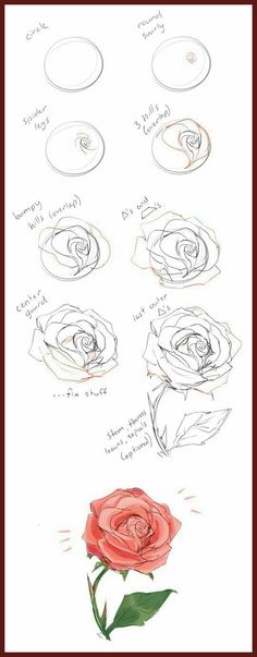 a drawing of a rose that is in different stages of blooming