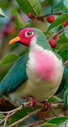 a colorful bird sitting on top of a tree branch