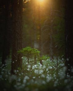 the sun shines through the trees and grass in this forest filled with wildflowers