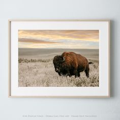 a bison is standing in the middle of a field with grass and clouds behind it