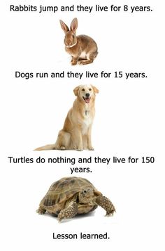 Funny Animal Jokes, A Turtle, Funny Animal Memes, Animal Jokes, Nina Dobrev, Funny Animal Pictures, Really Funny Memes, Super Funny, Animal Memes