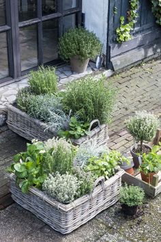 several baskets filled with different types of plants