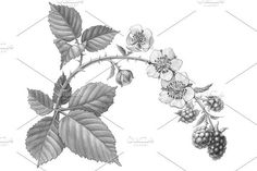 blackberries and raspberries on a branch with leaves drawn in pencil by hand