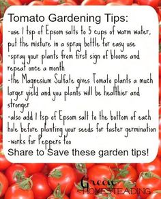 tomato gardening tips for beginners to learn how to grow tomatoes in the garden with pictures