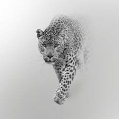 a black and white photo of a leopard