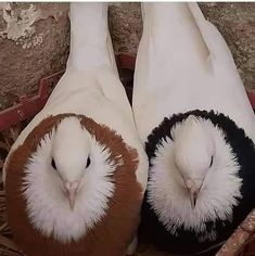 two white and black birds sitting in a basket on top of straw floor next to each other