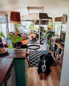 a black and white dog sitting on top of a wooden floor next to a living room filled with furniture