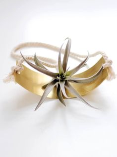 an air plant sitting on top of a gold bracelet