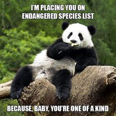 a panda bear sitting on top of a tree branch with the caption, i'm placing you on endangered species list because baby you're one of a kind