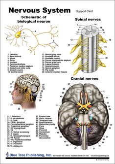 the nervous system and its functions in human anatomy, including the brain and peripherals