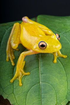 a yellow frog sitting on top of a green leaf