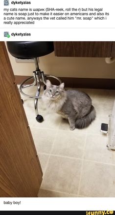 a cat sitting on the floor in front of a computer desk